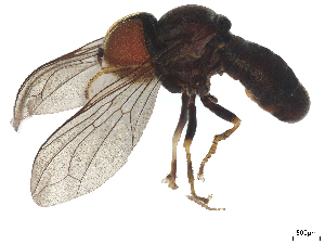  ( - BIOUG24325-C09)  @11 [ ] CreativeCommons - Attribution (2025) CBG Photography Group Centre for Biodiversity Genomics