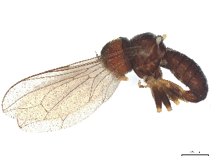  ( - BIOUG24511-H11)  @11 [ ] CreativeCommons - Attribution (2025) CBG Photography Group Centre for Biodiversity Genomics