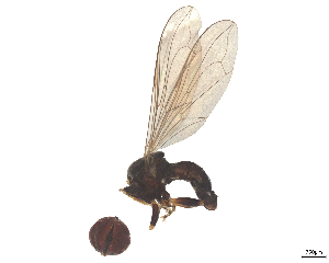  ( - BIOUG24547-D09)  @11 [ ] CreativeCommons - Attribution (2025) CBG Photography Group Centre for Biodiversity Genomics