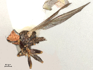  ( - BIOUG24547-D11)  @11 [ ] CreativeCommons - Attribution Share - Alike (2025) CBG Photography Group Centre for Biodiversity Genomics