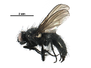  ( - BIOUG24556-D07)  @13 [ ] CreativeCommons - Attribution (2016) CBG Photography Group Centre for Biodiversity Genomics