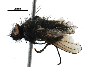  ( - BIOUG25043-D01)  @14 [ ] CreativeCommons - Attribution (2016) CBG Photography Group Centre for Biodiversity Genomics