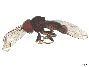  ( - BIOUG25044-A10)  @11 [ ] CreativeCommons - Attribution (2025) CBG Photography Group Centre for Biodiversity Genomics