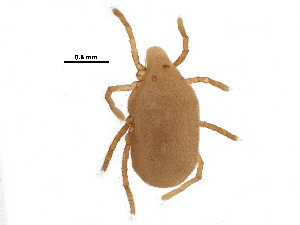  (Calyptostomatidae - BIOUG25124-G08)  @15 [ ] CreativeCommons - Attribution (2016) CBG Photography Group Centre for Biodiversity Genomics