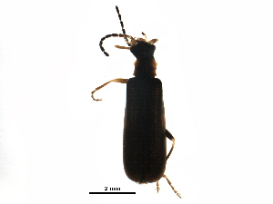  ( - BIOUG12623-F05)  @12 [ ] CreativeCommons - Attribution (2016) CBG Photography Group Centre for Biodiversity Genomics