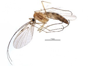  (Macrocera stigma - BIOUG12901-D02)  @13 [ ] CreativeCommons - Attribution (2015) CBG Photography Group Centre for Biodiversity Genomics