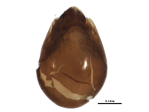  (Lepidozetes - BIOUG13215-A02)  @13 [ ] CreativeCommons - Attribution (2015) CBG Photography Group Centre for Biodiversity Genomics
