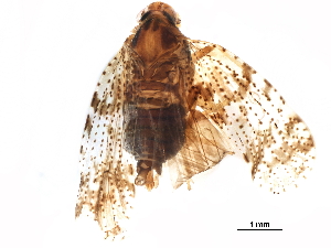  ( - BIOUG12898-B12)  @11 [ ] CreativeCommons - Attribution (2017) CBG Photography Group Centre for Biodiversity Genomics