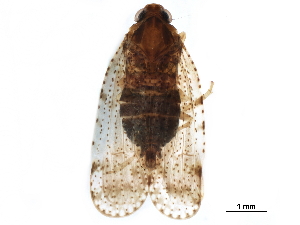  ( - BIOUG12898-C02)  @11 [ ] CreativeCommons - Attribution (2017) CBG Photography Group Centre for Biodiversity Genomics
