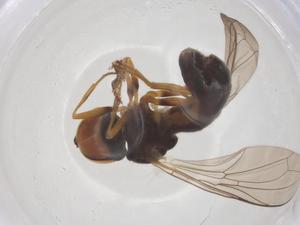  ( - BIOUG13479-F04)  @11 [ ] CreativeCommons - Attribution Share - Alike (2025) Centre for Biodiversity Genomics Centre for Biodiversity Genomics