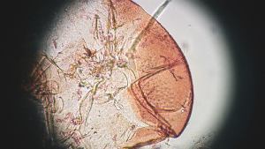  (Lutzomyia cruciata - CH-0000697-B04)  @12 [ ] Copyright (2018) Oscar Mikery El Colegio de la Frontera Sur