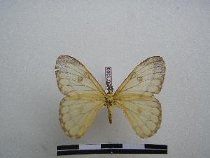  ( - PD-BC 1303)  @13 [ ] Copyright (2010) Philippe Darge Research Collection of Philippe Darge