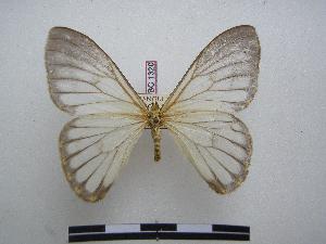  ( - PD-BC 1320)  @13 [ ] Copyright (2010) Philippe Darge Research Collection of Philippe Darge