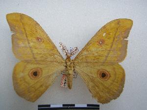  (Aurivillius aratus fuscus - PD-BC-1609)  @14 [ ] Copyright (2010) Philippe Darge Research Collection of Philippe Darge