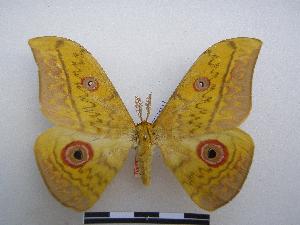 (Aurivillius aratus divaricatus - PD-BC-1612)  @16 [ ] Copyright (2010) Philippe Darge Research Collection of Philippe Darge