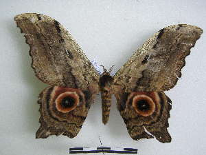  ( - PD-BC 2367)  @14 [ ] Copyright (2010) Philippe Darge Research Collection of Philippe Darge