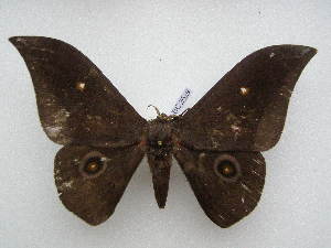  (Lobobunaea jamesoni aethiops - PD-BC 2629)  @11 [ ] Copyright (2010) Philippe Darge Research Collection of Philippe Darge