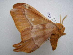  ( - PD-BC 2717)  @12 [ ] Copyright (2010) Philippe Darge Research Collection of Philippe Darge