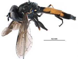 ( - BIOUG22431-G07)  @13 [ ] CreativeCommons - Attribution (2016) CBG Photography Group Centre for Biodiversity Genomics