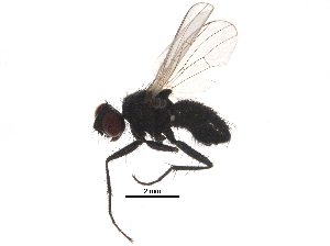  ( - BIOUG22432-G02)  @13 [ ] CreativeCommons - Attribution (2015) CBG Photography Group Centre for Biodiversity Genomics