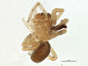  ( - BIOUG06316-H04)  @13 [ ] CreativeCommons - Attribution (2014) CBG Photography Group Centre for Biodiversity Genomics