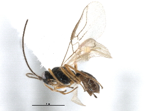  ( - BIOUG06655-C10)  @13 [ ] CreativeCommons - Attribution (2014) CBG Photography Group Centre for Biodiversity Genomics