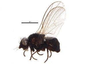  (Agromyza nigripes - BIOUG06725-A08)  @13 [ ] CreativeCommons - Attribution (2015) CBG Photography Group Centre for Biodiversity Genomics