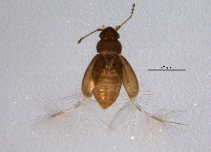  (Ptiliolum - BIOUG04644-H11)  @14 [ ] CreativeCommons - Attribution (2014) CBG Photography Group Centre for Biodiversity Genomics