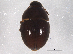  ( - BIOUG04827-D08)  @13 [ ] CreativeCommons - Attribution (2014) CBG Photography Group Centre for Biodiversity Genomics