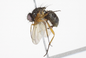  ( - BIOUG05437-B04)  @13 [ ] CreativeCommons - Attribution (2014) CBG Photography Group Centre for Biodiversity Genomics