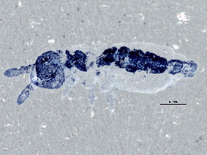  (Hypogastrura assimilis - BIOUG04830-C01)  @14 [ ] CreativeCommons - Attribution (2014) CBG Photography Group Centre for Biodiversity Genomics