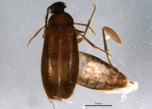  ( - BIOUG05881-H05)  @14 [ ] CreativeCommons - Attribution (2014) CBG Photography Group Centre for Biodiversity Genomics