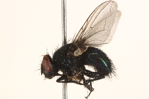  ( - BIOUG06829-D04)  @13 [ ] CreativeCommons - Attribution (2015) CBG Photography Group Centre for Biodiversity Genomics