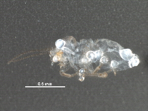  ( - BIOUG06852-C12)  @12 [ ] CreativeCommons - Attribution (2016) CBG Photography Group Centre for Biodiversity Genomics