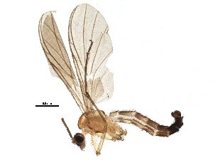  (Macrocera parva - BIOUG07468-A01)  @13 [ ] CreativeCommons - Attribution (2014) CBG Photography Group Centre for Biodiversity Genomics