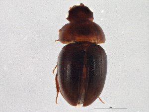 ( - BIOUG07472-G11)  @14 [ ] CreativeCommons - Attribution (2014) CBG Photography Group Centre for Biodiversity Genomics