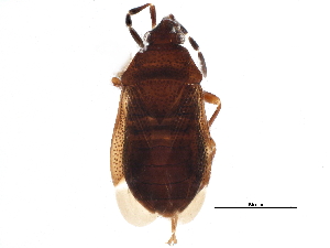  (Antillocoris discretus - BIOUG13544-A02)  @14 [ ] CreativeCommons - Attribution (2015) CBG Photography Group Centre for Biodiversity Genomics