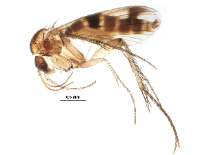  (Mycetophila lenis - BIOUG13825-E05)  @14 [ ] CreativeCommons - Attribution (2015) CBG Photography Group Centre for Biodiversity Genomics
