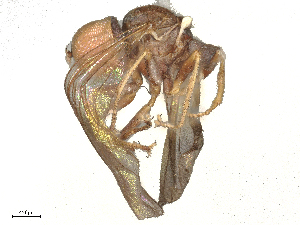  ( - BIOUG13787-E09)  @11 [ ] CreativeCommons - Attribution Share - Alike (2025) CBG Photography Group Centre for Biodiversity Genomics