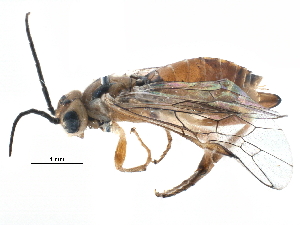  ( - BIOUG14321-F12)  @14 [ ] CreativeCommons - Attribution (2015) CBG Photography Group Centre for Biodiversity Genomics