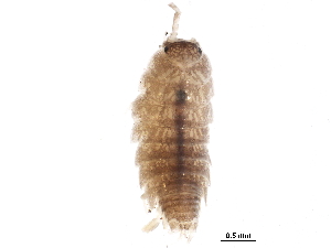  ( - BIOUG14436-A01)  @13 [ ] CreativeCommons - Attribution (2016) CBG Photography Group Centre for Biodiversity Genomics