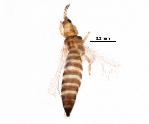  (Thrips discolor - BIOUG14510-G04)  @14 [ ] CreativeCommons - Attribution (2015) CBG Photography Group Centre for Biodiversity Genomics