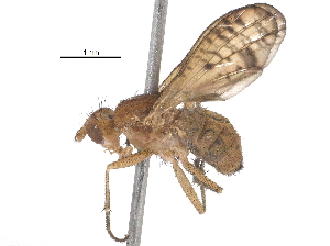  ( - BIOUG14529-A09)  @14 [ ] CreativeCommons - Attribution (2016) CBG Photography Group Centre for Biodiversity Genomics