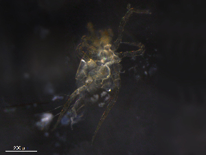  ( - BIOUG22696-A01)  @11 [ ] CreativeCommons - Attribution (2019) CBG Photography Group Centre for Biodiversity Genomics