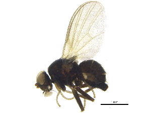  ( - BIOUG22859-G07)  @14 [ ] CreativeCommons - Attribution (2015) CBG Photography Group Centre for Biodiversity Genomics