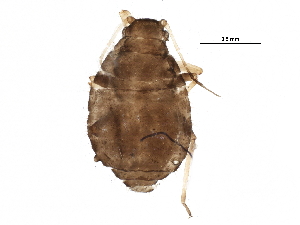  ( - BIOUG22782-F04)  @14 [ ] CreativeCommons - Attribution (2015) CBG Photography Group Centre for Biodiversity Genomics