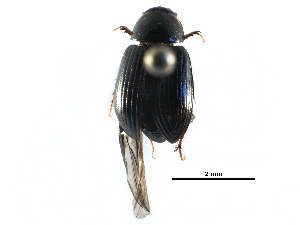  (Agoliinus aleutus - BIOUG24966-E01)  @15 [ ] CreativeCommons - Attribution (2016) CBG Photography Group Centre for Biodiversity Genomics