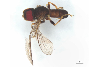  ( - BIOUG25429-B08)  @11 [ ] CreativeCommons - Attribution (2025) CBG Photography Group Centre for Biodiversity Genomics