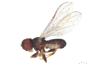  ( - BIOUG25429-H07)  @11 [ ] CreativeCommons - Attribution (2025) CBG Photography Group Centre for Biodiversity Genomics