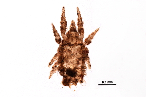  ( - BIOUG26427-A11)  @13 [ ] CreativeCommons - Attribution (2016) CBG Photography Group Centre for Biodiversity Genomics